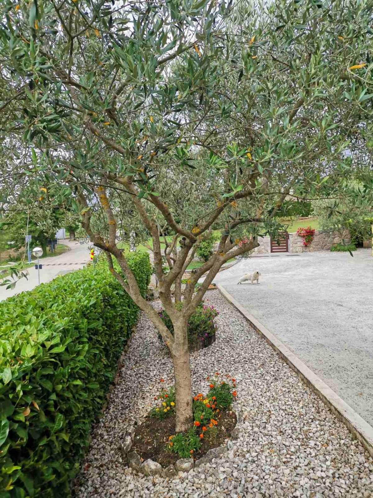 Soba Gracijela Hotel Motovun Luaran gambar